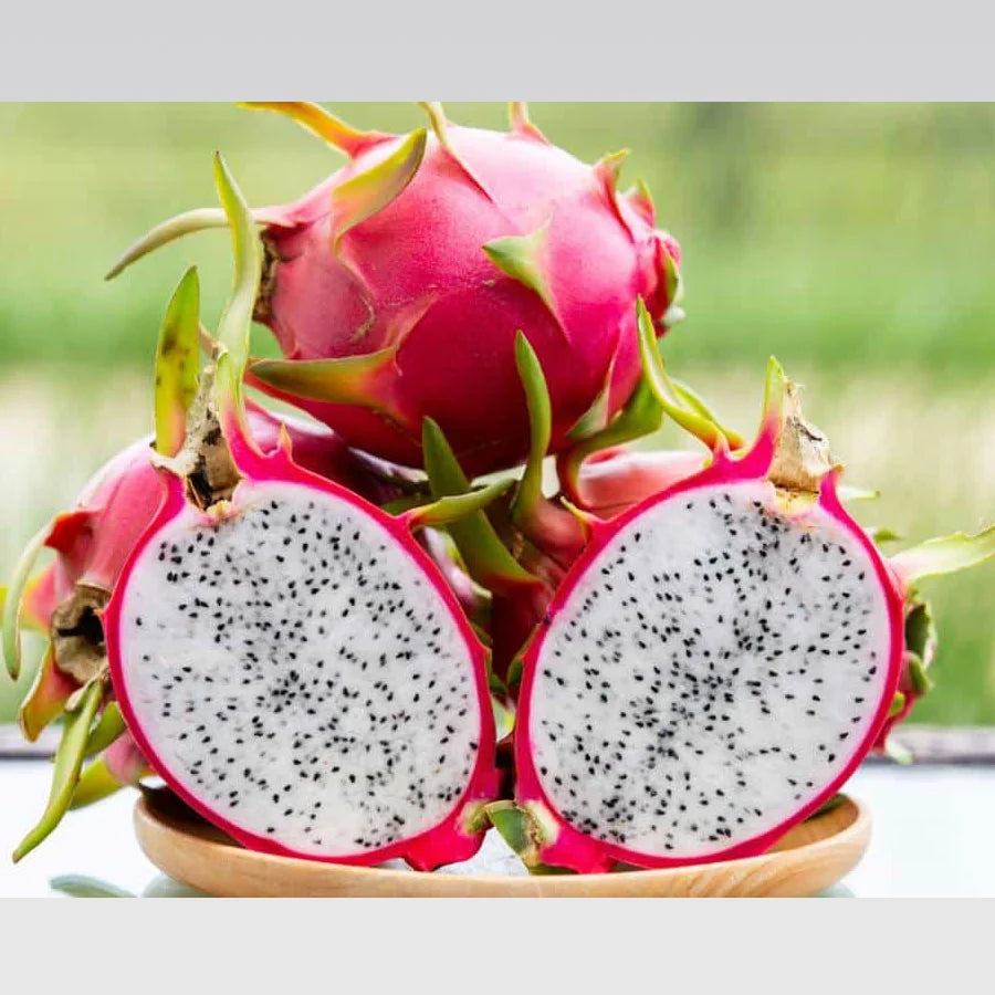 Dragon Fruit Plant