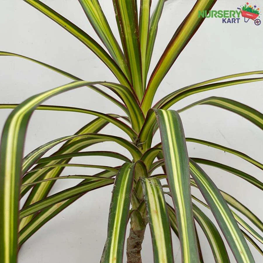 Dracaena Marginata Plant, Dragon Tree