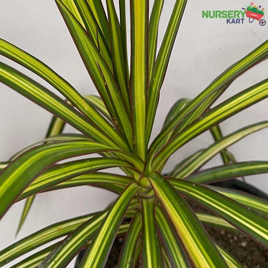 Dracaena Marginata Plant, Dragon Tree