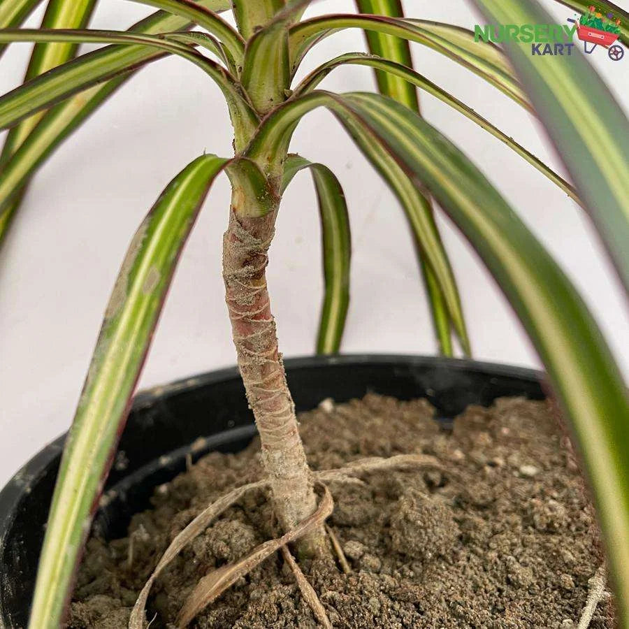 Dracaena Marginata Plant, Dragon Tree