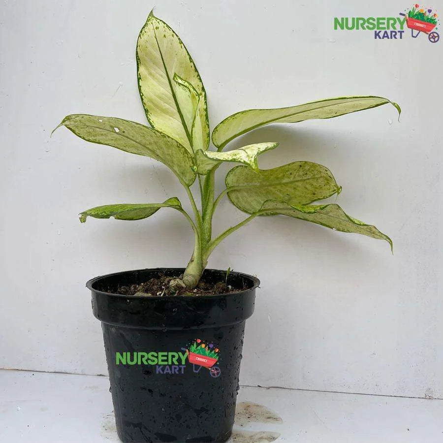 Dumbcane Plant (Dieffenbachia Seguine Plant)