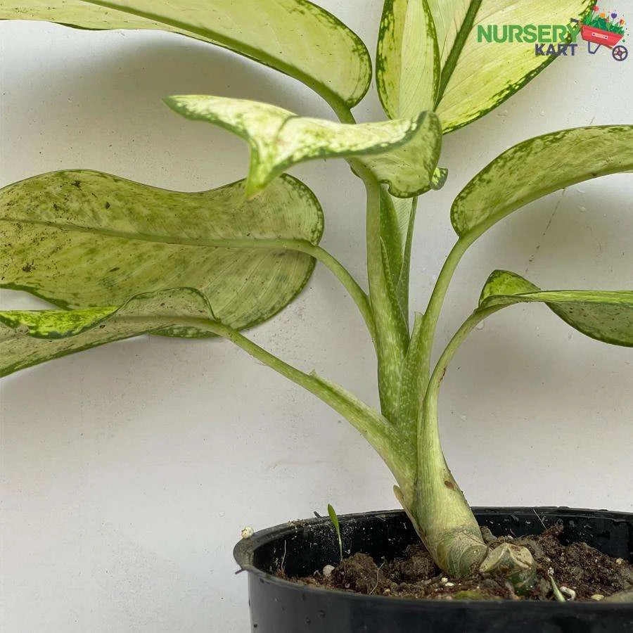 Dumbcane Plant (Dieffenbachia Seguine Plant)