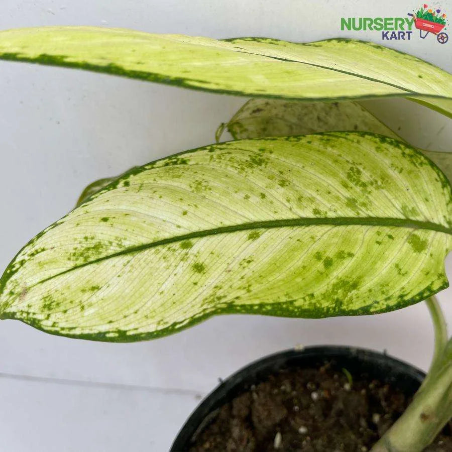 Dumbcane Plant (Dieffenbachia Seguine Plant)