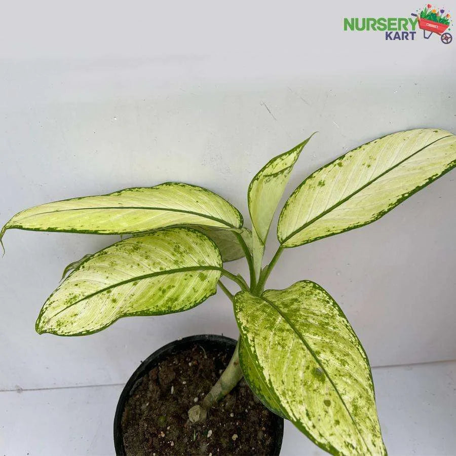 Dumbcane Plant (Dieffenbachia Seguine Plant)