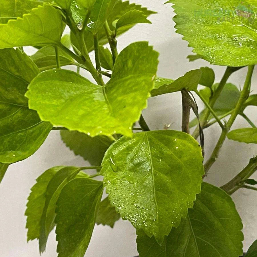 Dwarf Hibiscus Plant