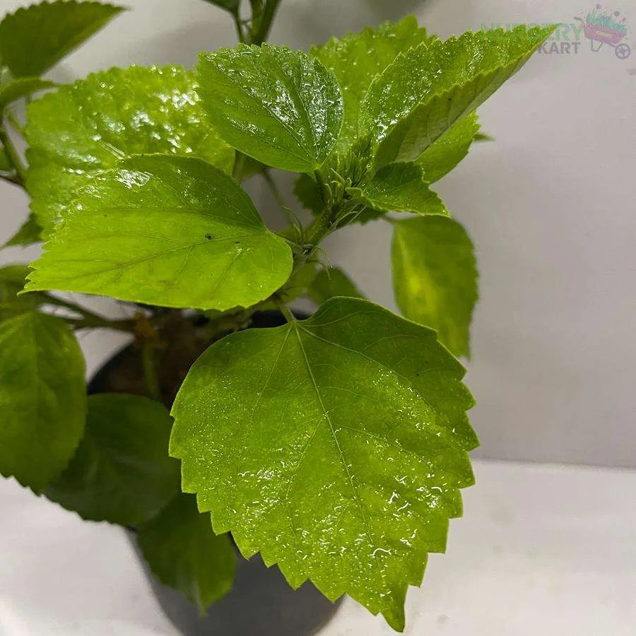 Dwarf Hibiscus Plant