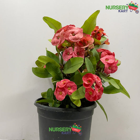 Euphorbia Milii Plant 'Dwarf Apache Red