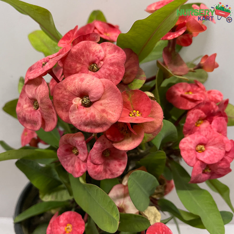 Euphorbia Milii Plant 'Dwarf Apache Red