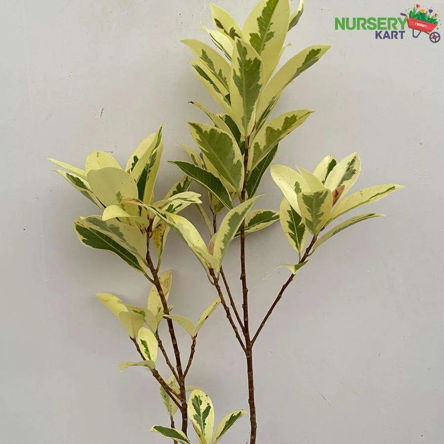 Ficus Safari Plant - Ficus Benjamina Plant