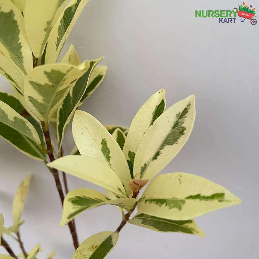 Ficus Safari Plant - Ficus Benjamina Plant