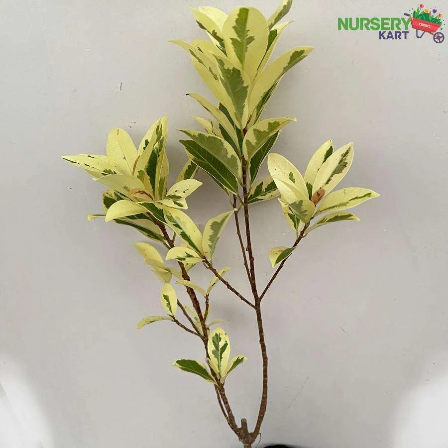 Ficus Safari Plant - Ficus Benjamina Plant