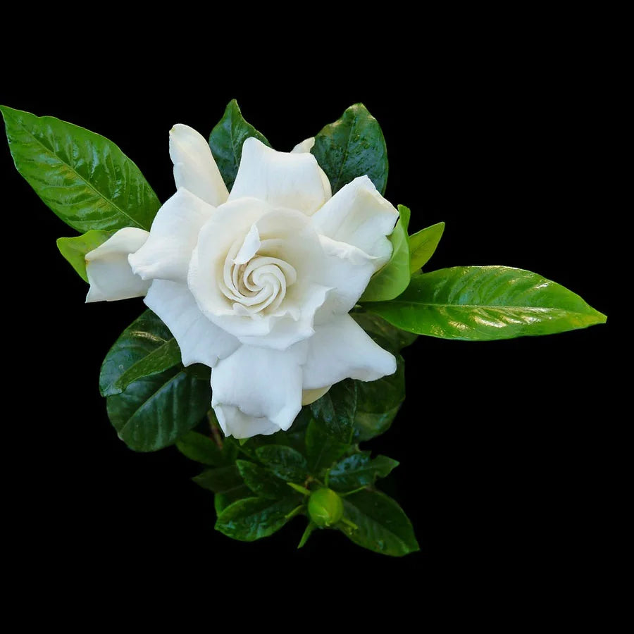 Gardenia Ananta Plant