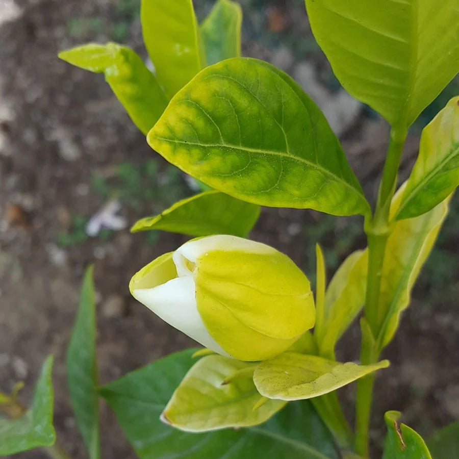 Gardenia Ananta Plant