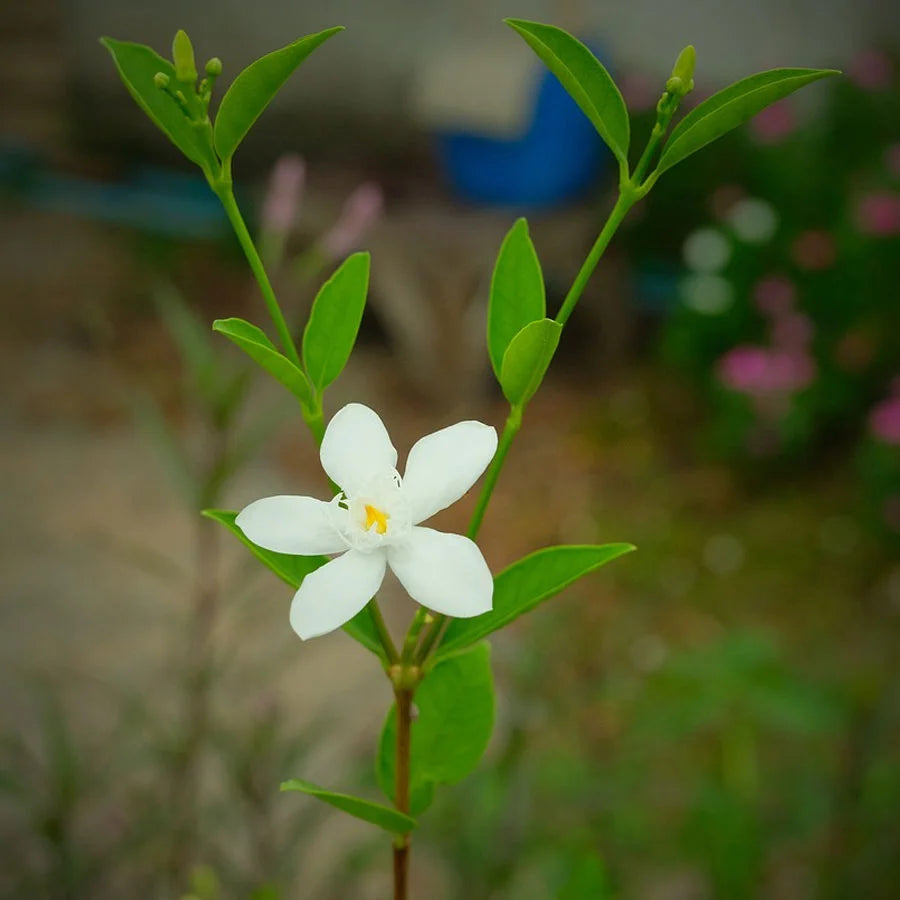 Gardenia Ananta Plant