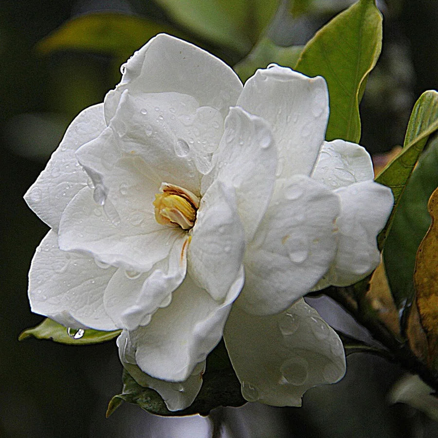 Gardenia Ananta Plant