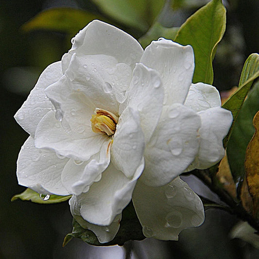 Gardenia Ananta Plant