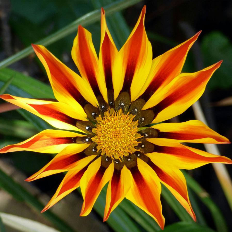 Gazania Flower Plant