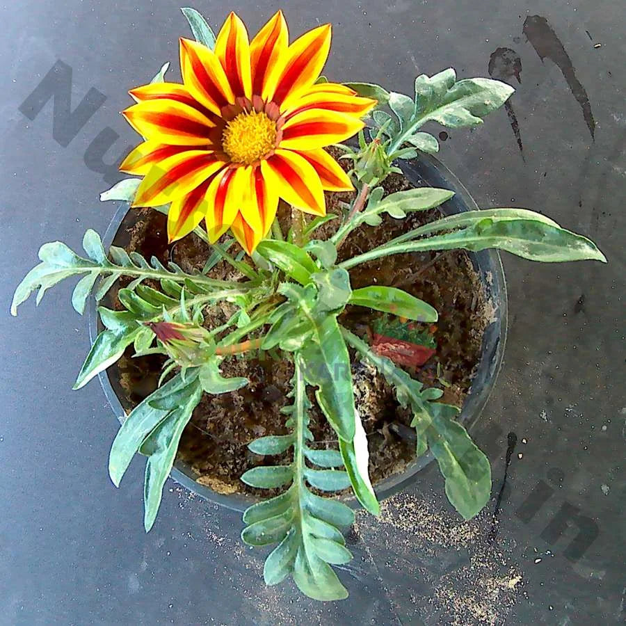 Gazania Flower Plant