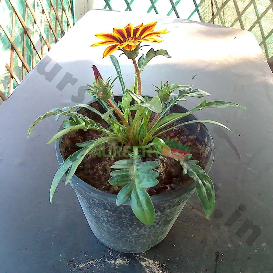 Gazania Flower Plant