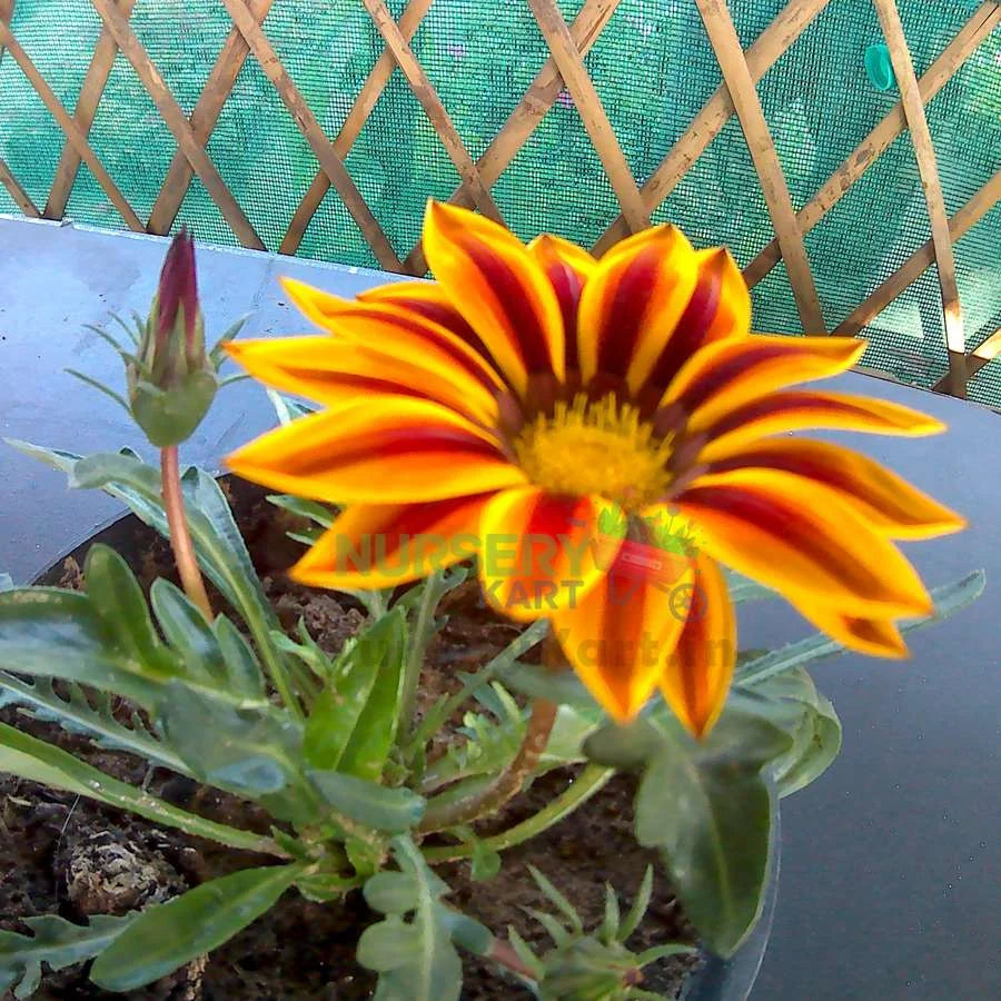 Gazania Flower Plant