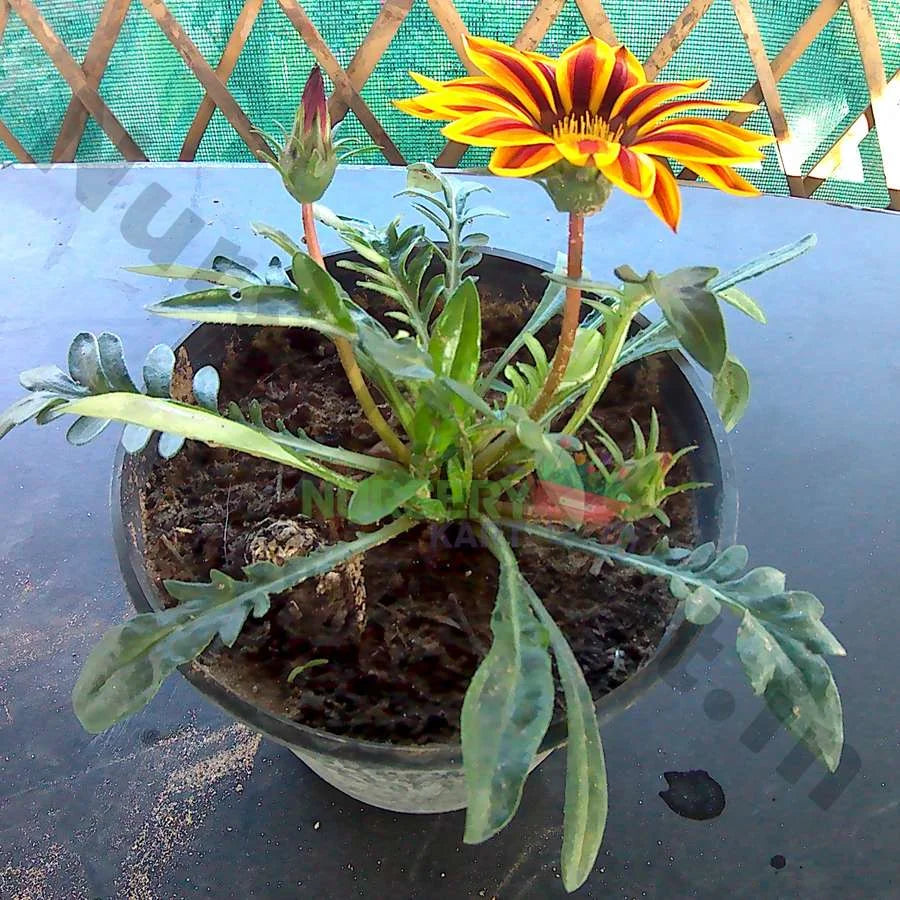 Gazania Flower Plant