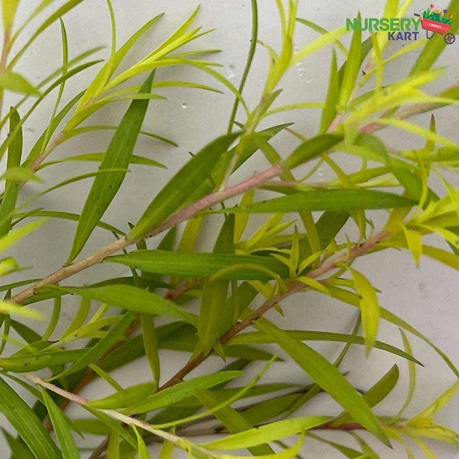 Golden Bottle Brush Plant - Melaleuca Bracteata Plant