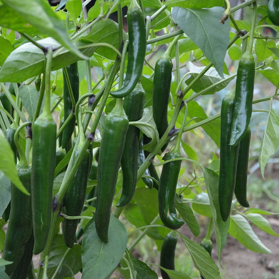 Green Chilli Seeds (हरी मिर्च)