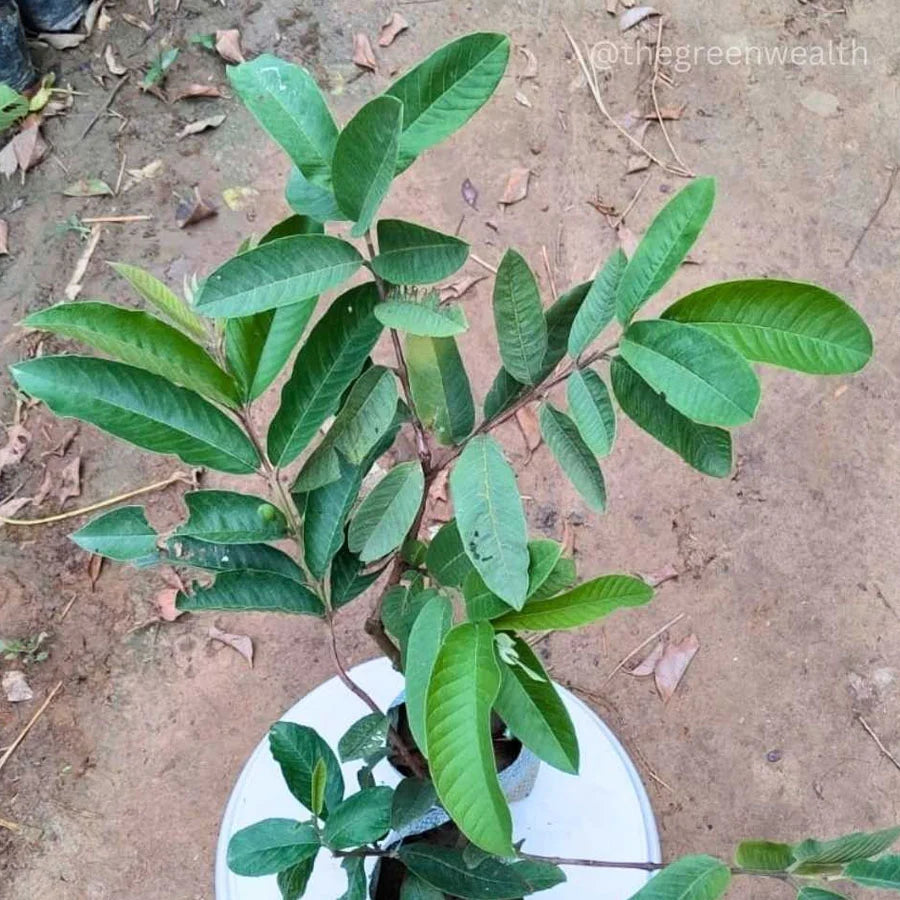 Guava Tree Plant, Amrud Grafted Plant