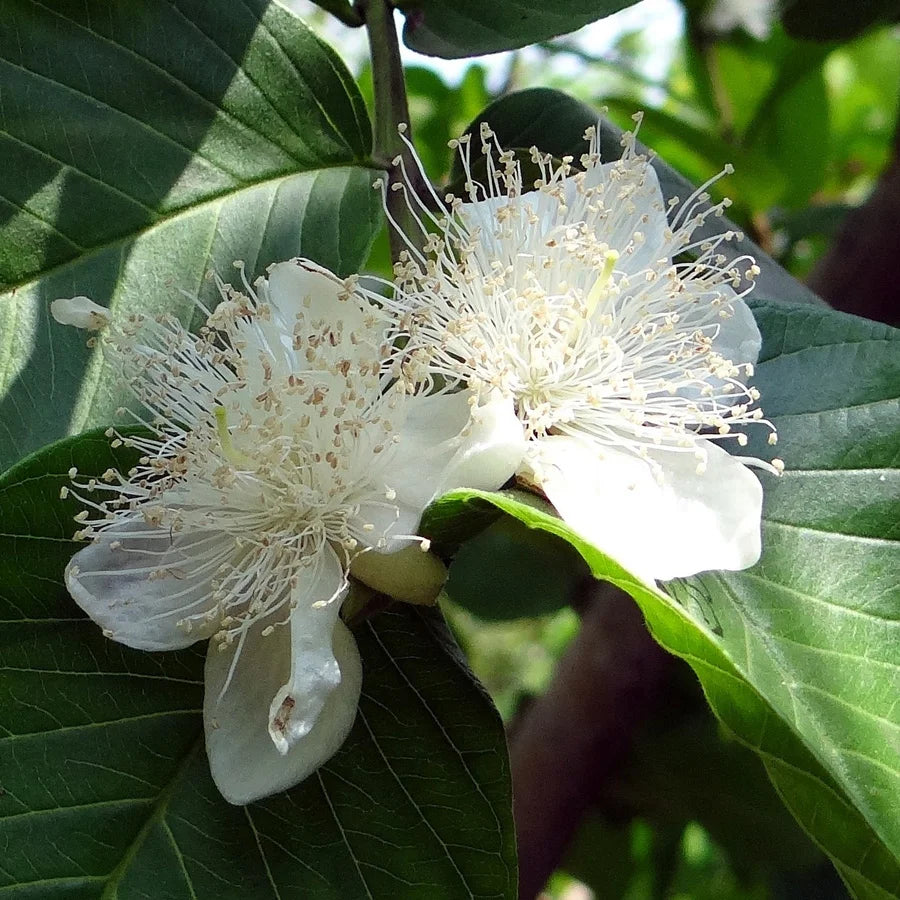 Guava Tree Plant, Amrud Grafted Plant