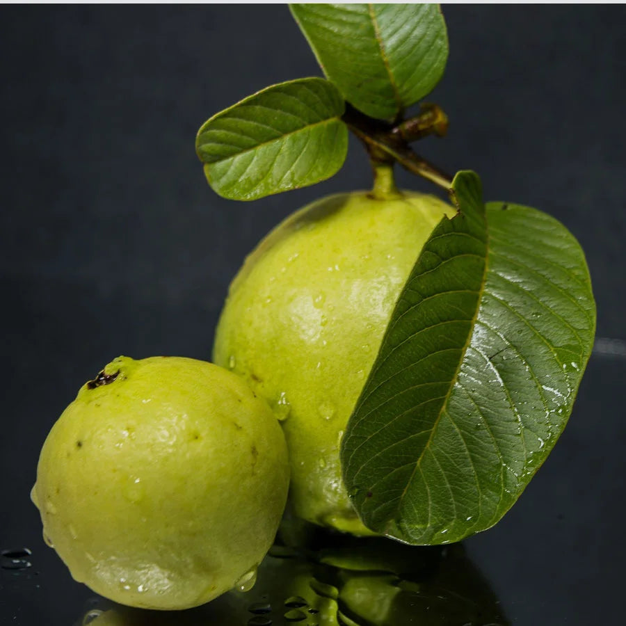 Guava Tree Plant, Amrud Grafted Plant