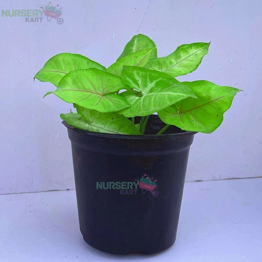 Syngonium Podophyllum Plant, Neon Robusta Plant