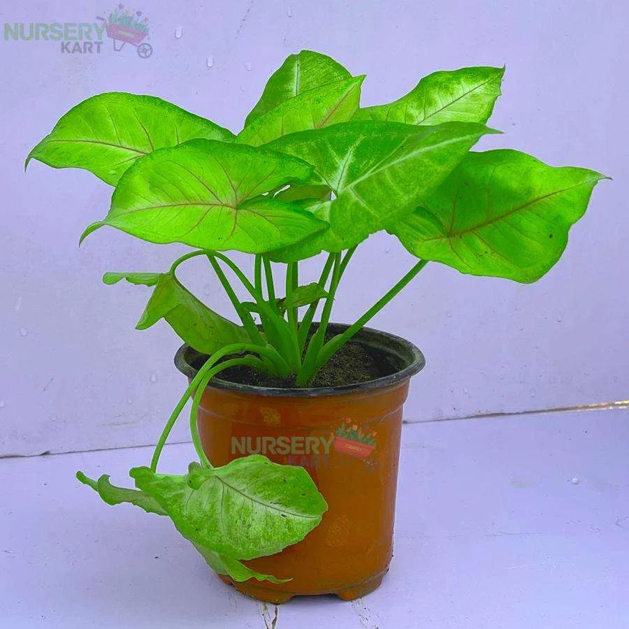 Syngonium Cream Allusion Plant, Syngonium Cream Plant - Green Veins