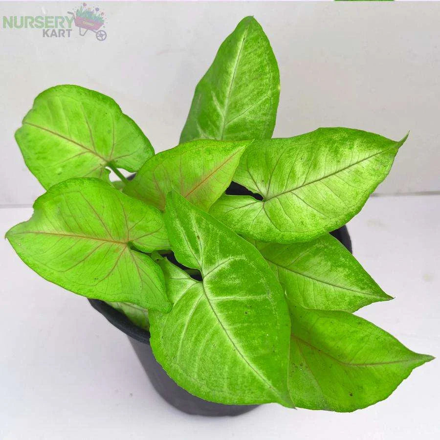 Syngonium Podophyllum Plant, Neon Robusta Plant