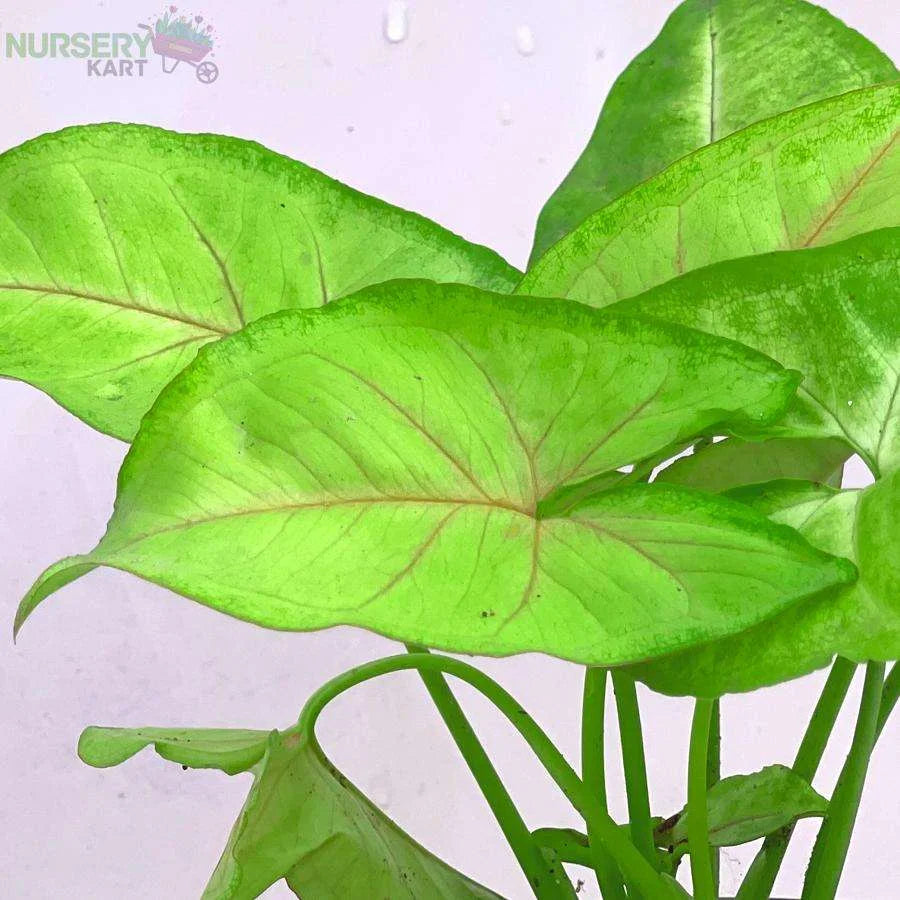 Syngonium Podophyllum Plant, Neon Robusta Plant