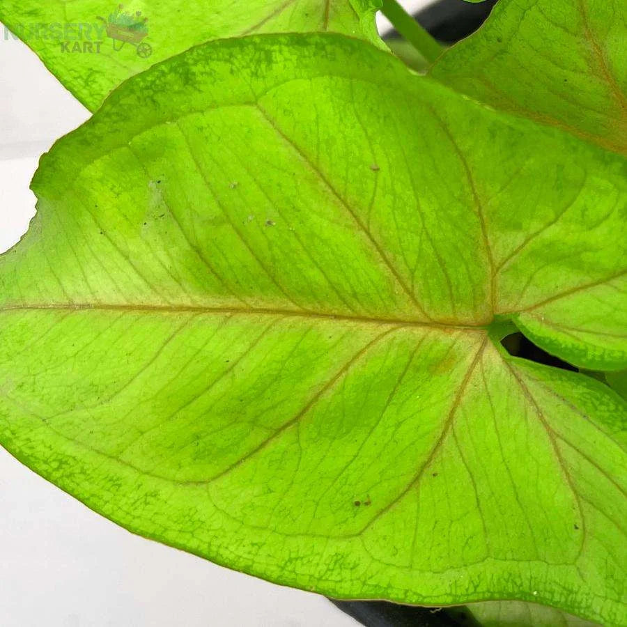 Syngonium Podophyllum Plant, Neon Robusta Plant