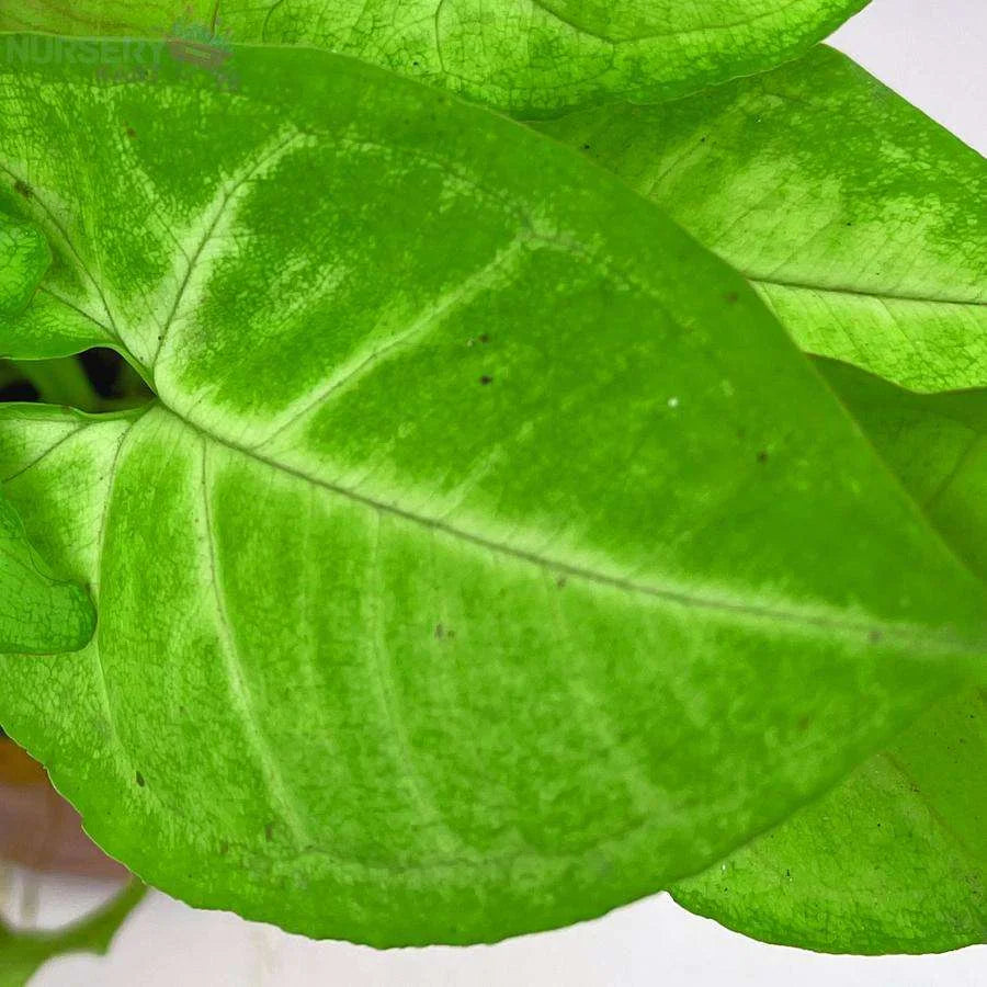 Syngonium Cream Allusion Plant, Syngonium Cream Plant - Green Veins