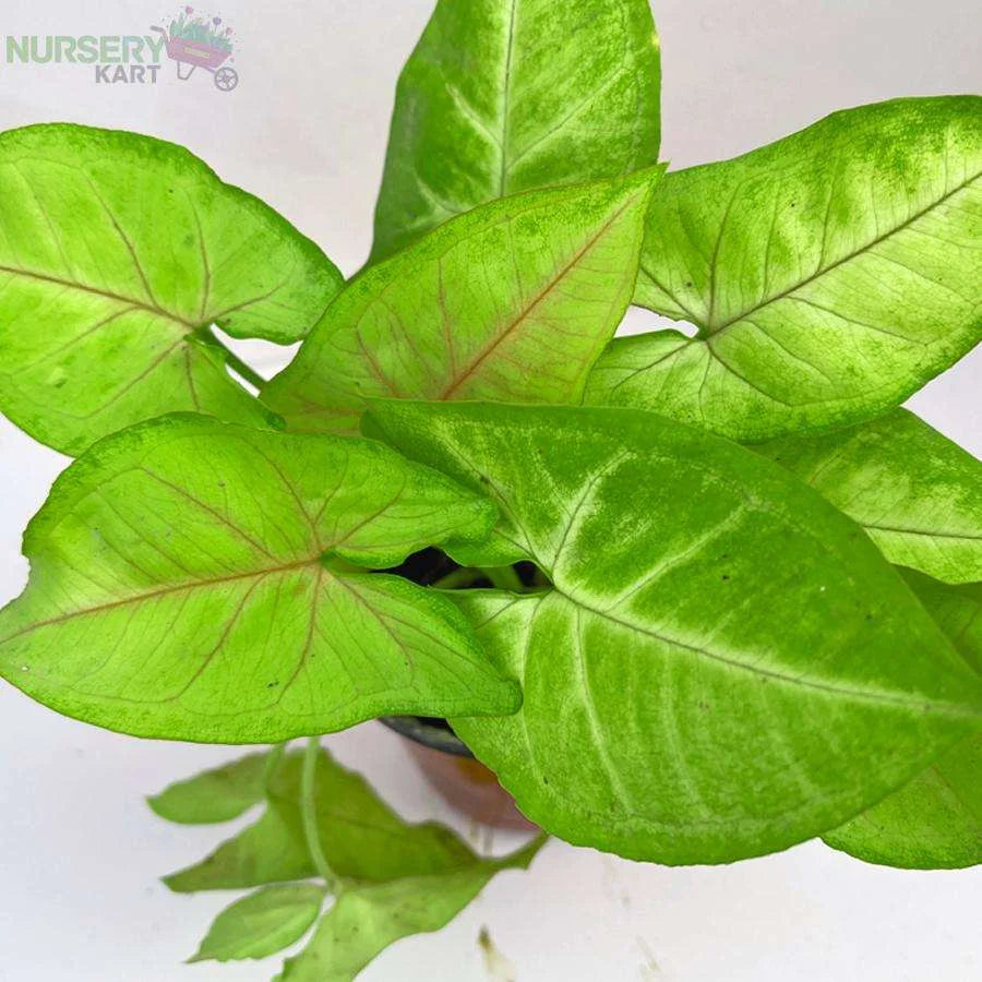 Syngonium Cream Allusion Plant, Syngonium Cream Plant - Green Veins