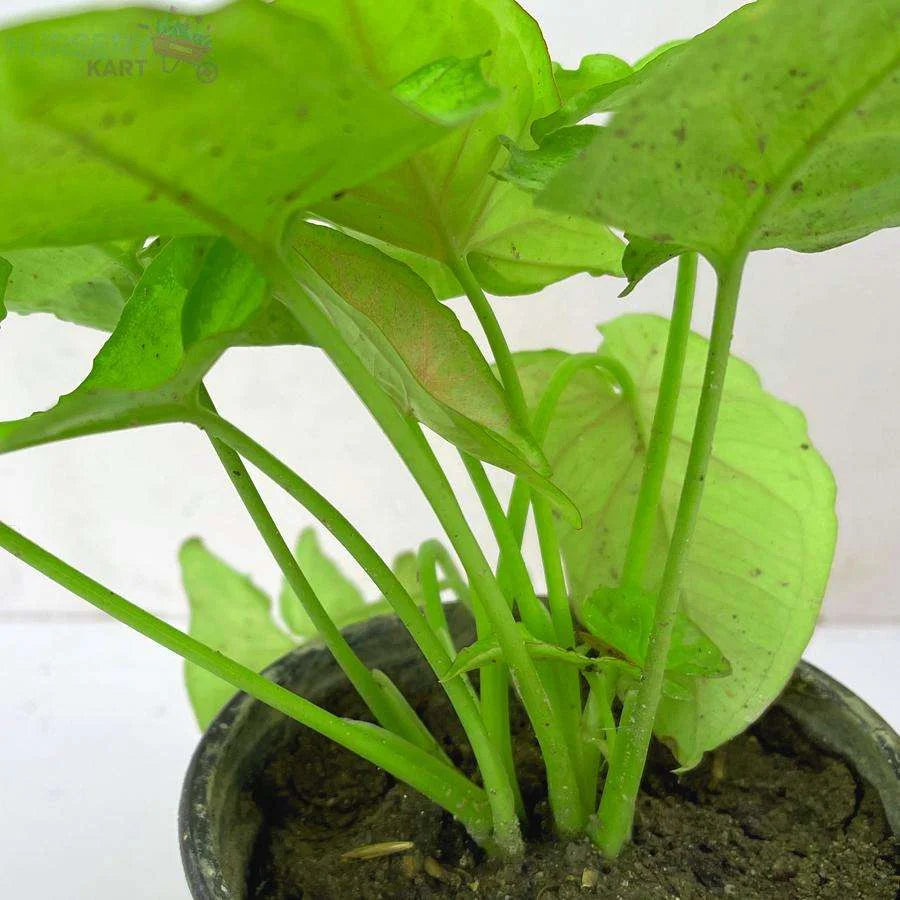 Syngonium Cream Allusion Plant, Syngonium Cream Plant - Green Veins