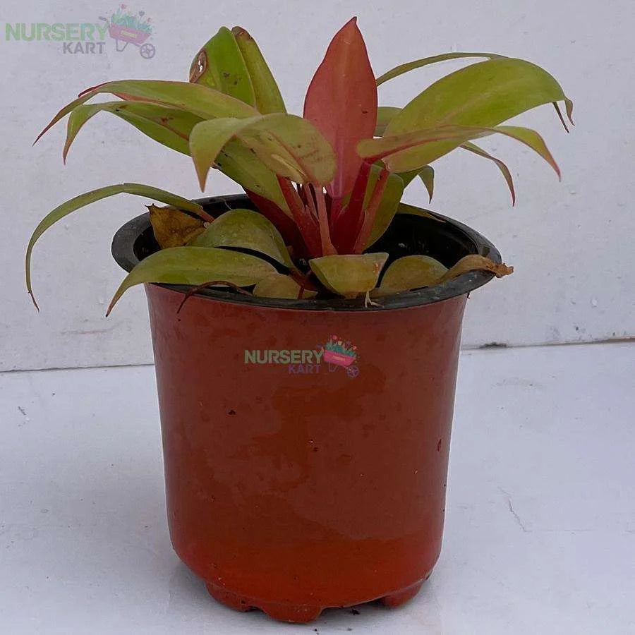 Philodendron Pink Plant - Prince Of Orange Plant