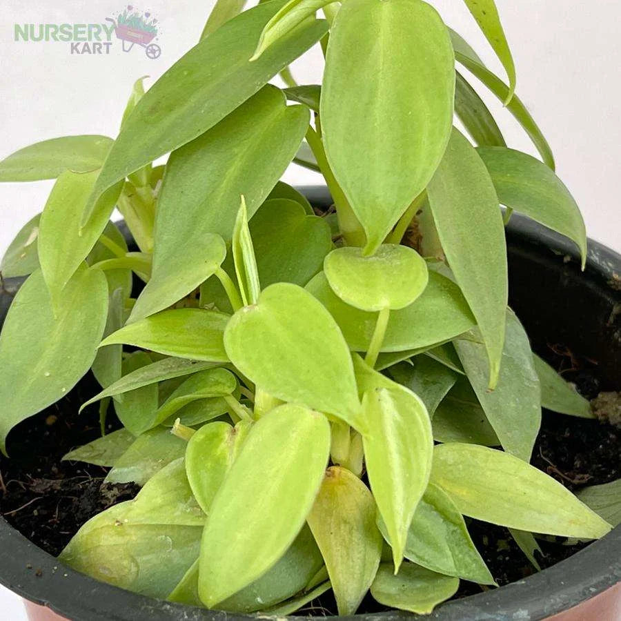 Philodendron Hederaceum 'Lemon Lime' Plant