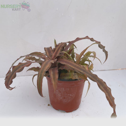 Cryptanthus Pink Plant - Earth Star Plant