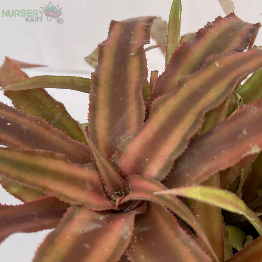 Cryptanthus Pink Plant - Earth Star Plant