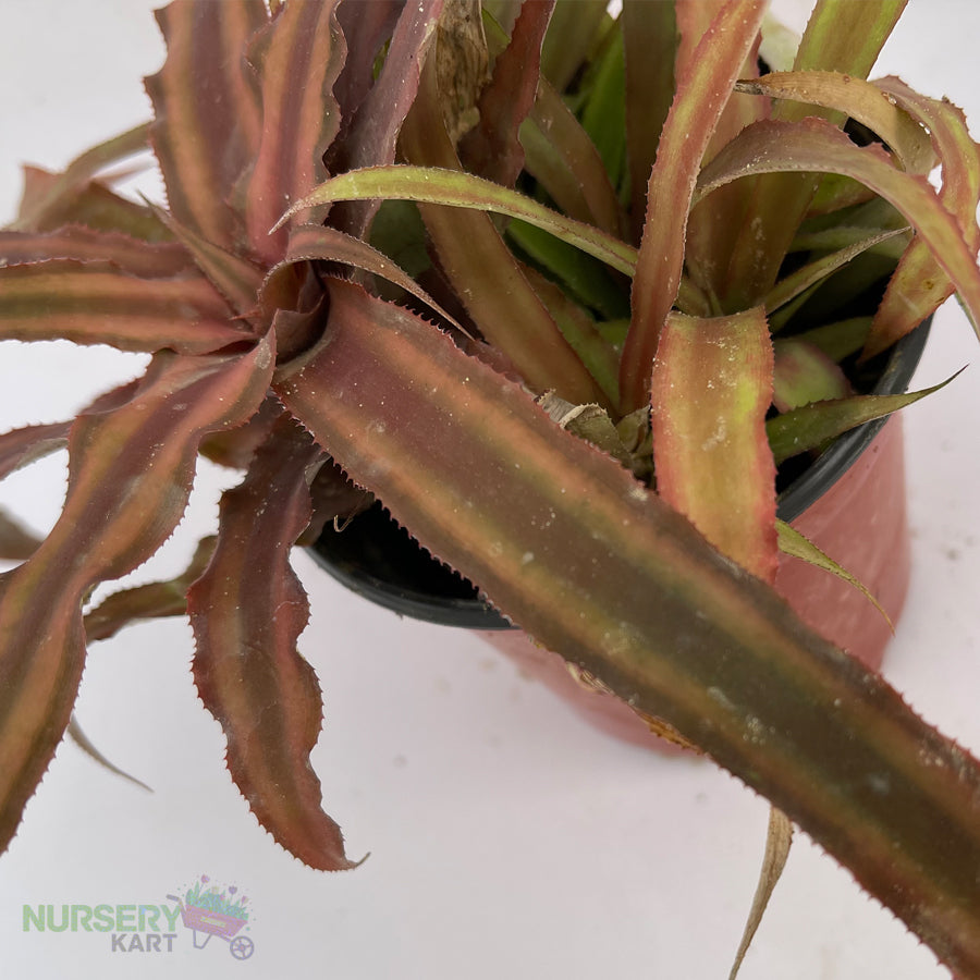 Cryptanthus Pink Plant - Earth Star Plant