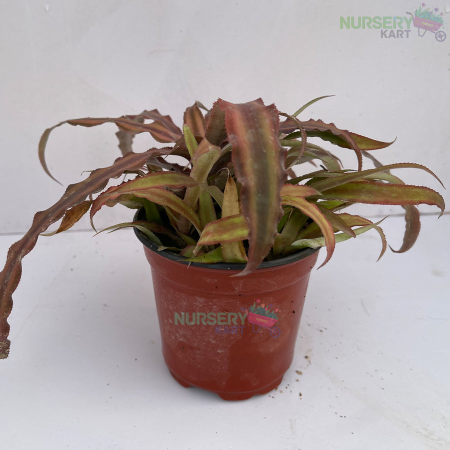 Cryptanthus Pink Plant - Earth Star Plant