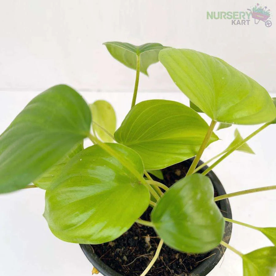 Golden Philodendron Oxycardium Plant