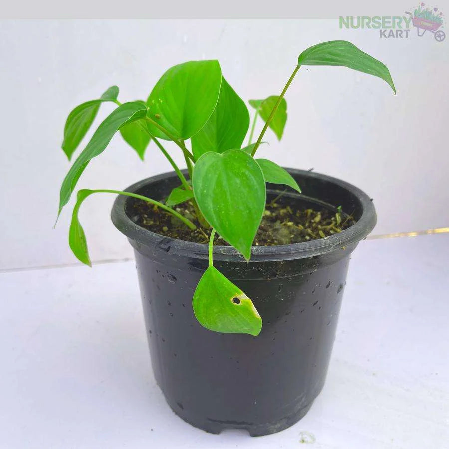 Heartleaf Philodendron Brasil Plant