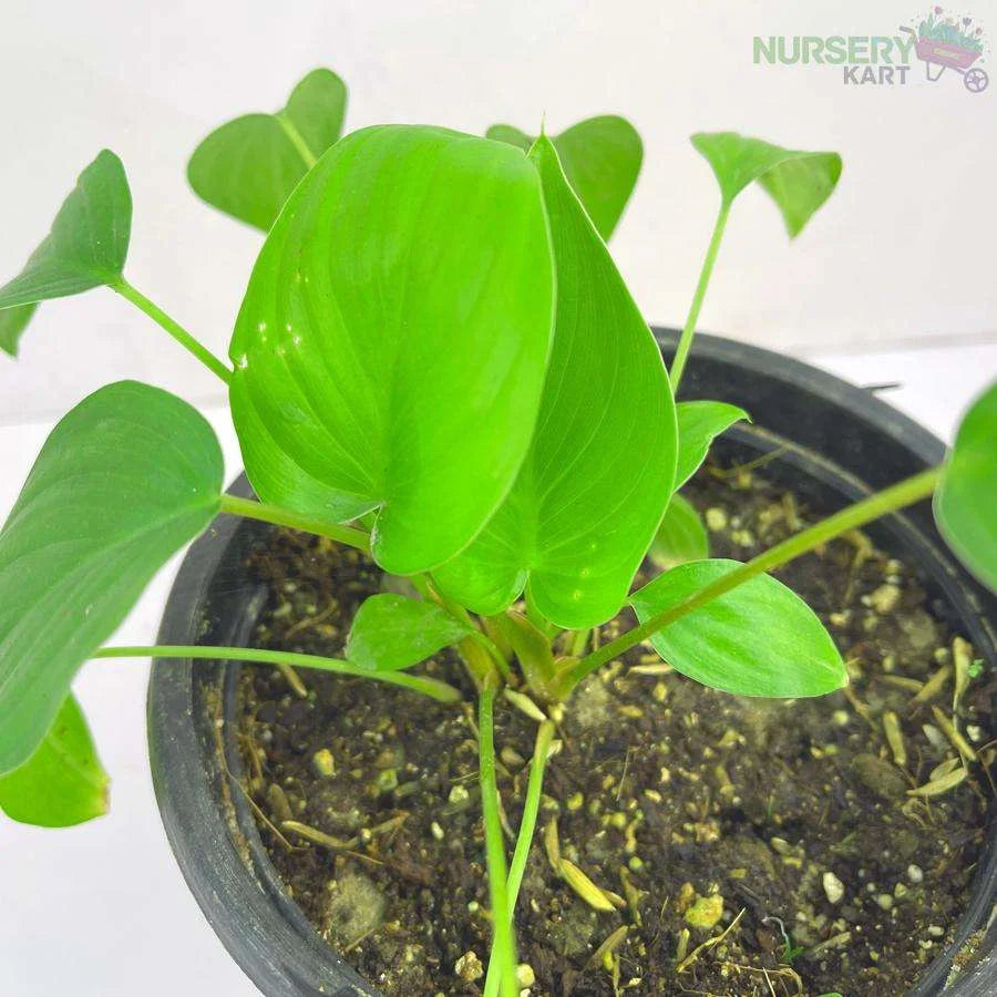 Heartleaf Philodendron Brasil Plant