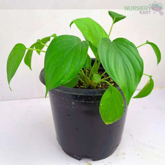 Heartleaf Philodendron Brasil Plant