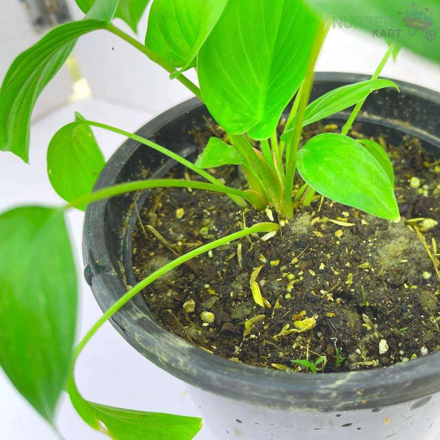 Heartleaf Philodendron Brasil Plant