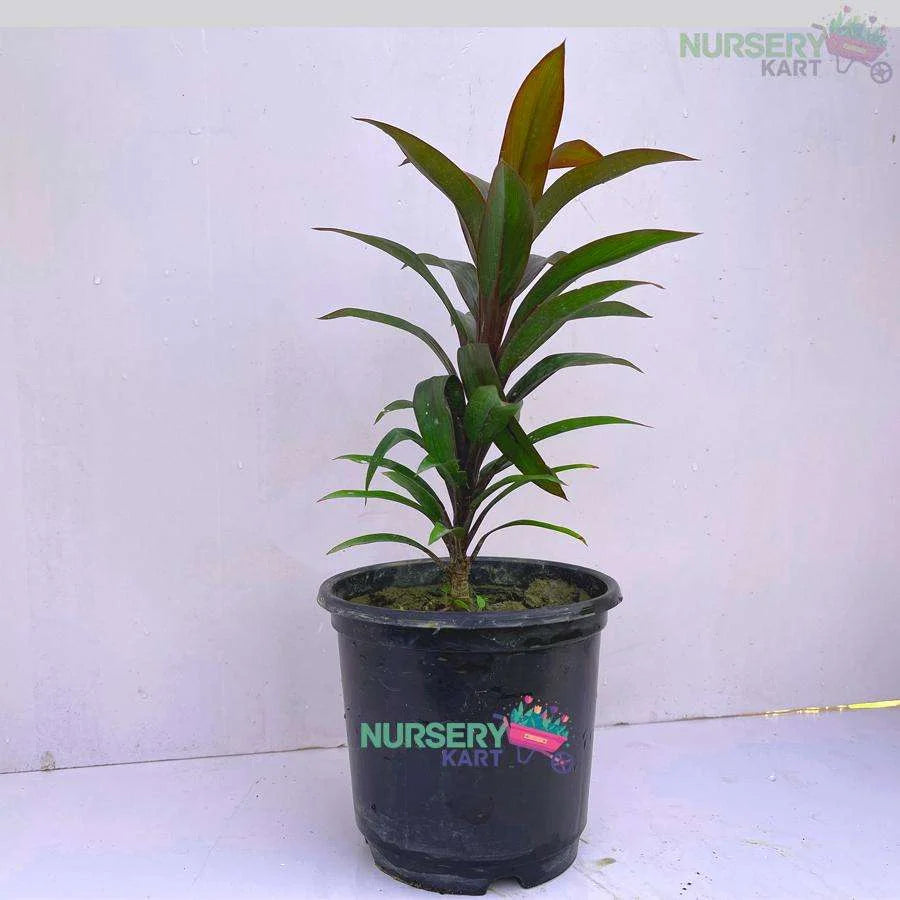 Cordyline Fruticosa Mambo Plant - Hawaiian Ti Plant